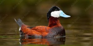 Ruddy Duck on Lake